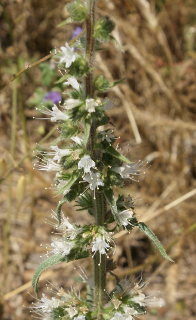 Echium italicum